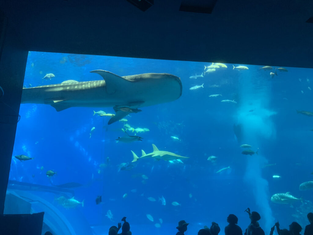 美ら海水族館 大水槽 筆者撮影