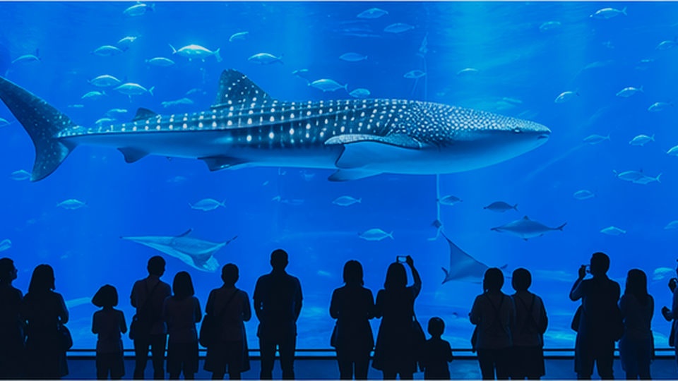 傘と水族館