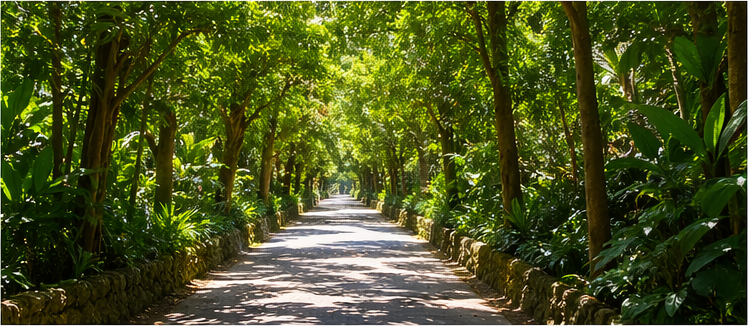 備瀬のフクギ並木